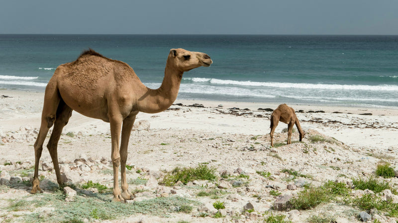 Camels on the beach at Sadah, Dhofar